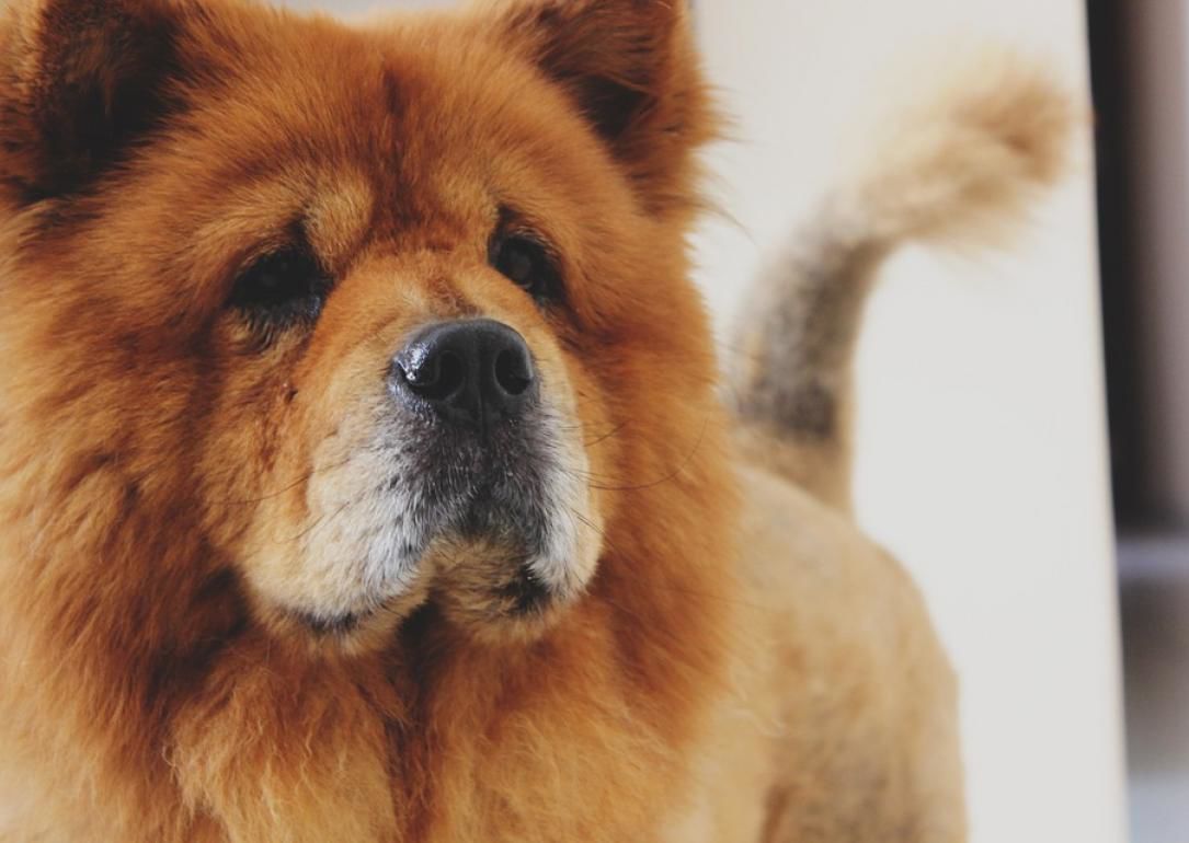 #18. Chow Chow